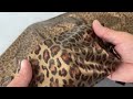 Ύφασμα μαγιό με animal print